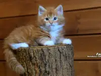 Мейн-кун  мальчик, фотография 4