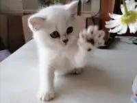 Британские котята, фотография 2