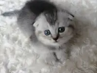Шотландские котята, фотография 3