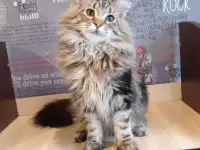 мейн кун мальчишки, фотография 10