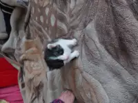 Котята в дар, фотография 7