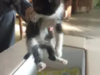 Котёнок ищет дом, фотография 2