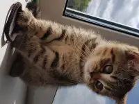 Котята шотландской короткошерстной, фотография 11
