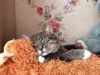 Отдам котят, кошку и кота, фотография 11
