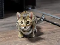 Породистые бенгальские котята: девочка, фотография 4