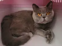 Британская короткошёрстная кошка ищет новый дом., фотография 2