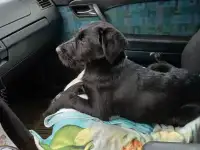 SOS!!! ЩЕНОК-МЕТИС КУРЦХААРА, фотография 4