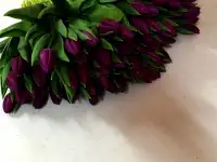 Тюльпаны фиолетовые оптом .Документы.