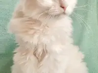 КОТ ТЕО В ДАР! ИЩЕТ ДОМ