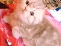 Шотландские вислоухие котята, фотография 9