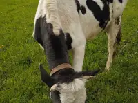 Продам Корову
