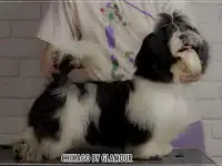 Щенок Ши- тцу, фотография 3