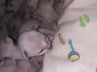 Котята  Корниш рекс