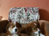 Отдам в дар, фотография 2