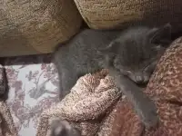 Кошки, фотография 2