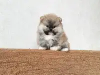 Мальчик Померанский шпиц