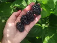 Саженцы ежевики