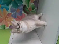 Шотландский кот голубая золотая шиншилла, фотография 2