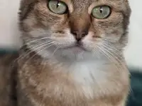Шанталь-кошка молодая, кастрирована., фотография 5