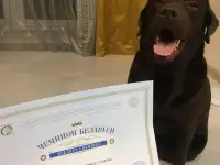 Шоколадный лабрадор для вязки, фотография 5