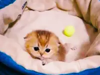 Продажа шотландского котенка