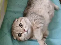 Продам котенка, фотография 2