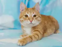 Солнечная кошка Элисон в дар