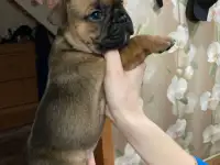 Французский бульдог, фотография 9