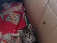 Котята очень красивые в добрые руки