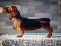 Щенки таксы длинношерстной стандартной, фотография 8