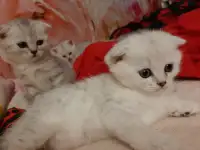Шотландские  вислоухие котята, фотография 1
