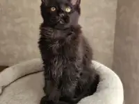 Котятa Мейн Куны из серцифицированного питомника