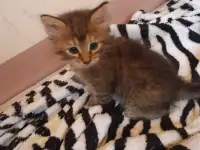 Котята