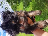 Бельгийский гриффон, фотография 4