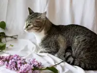 Чудесная кошечка Голди в дар, фотография 6