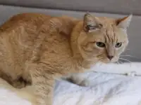Чудесный рыжий котик Симбочка ищет дом и семью!, фотография 3