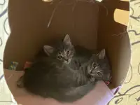 пушистые котята в дар, фотография 2