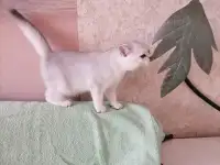 Британские котята, фотография 4