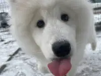Малыш самоед, фотография 4