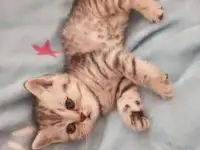 Котята, фотография 5