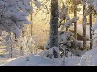 Участок в Беловежской пуще., фотография 5