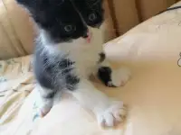 Отдам котят, фотография 2