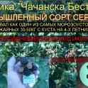 Ежевика саженцы, фотография 4
