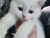 Шотландские котята, фотография 12