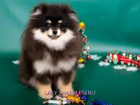 ЛАКИ ШАРМ ЕСЕНИЙ померанский карликовый шпиц