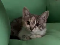 Кошечка ищет дом, фотография 3