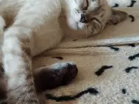 Котенок в дар, фотография 4