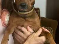 Пропала собака.