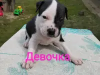 Щенки Ам стаффа, фотография 4
