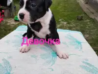 Щенки Ам стаффа, фотография 5